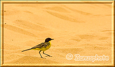 Vogel im Wüstensand auf Futtersuche