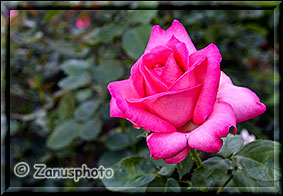 Rosenblüte aus der Nähe fotografiert