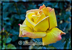 Gelbe Rose im Detail