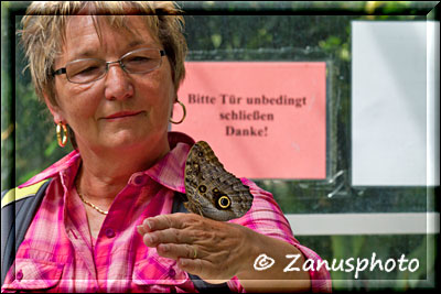 Kurz nach dem Schlupf auf einer Hand sitzend