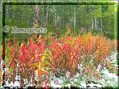 Bunte Herbststräucher im Schnee