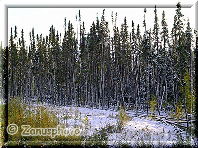 Waldrand mit Neuschnee