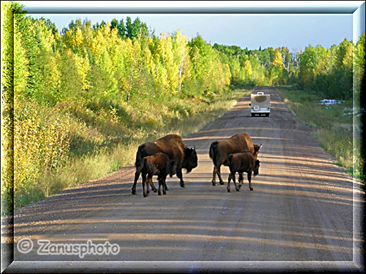 Bison Kühe mit Jungtieren direkt vor uns auf der Road