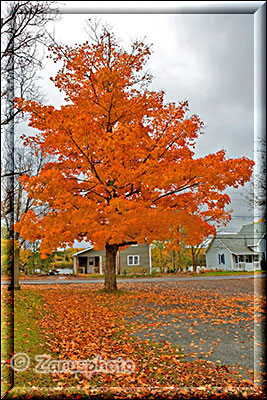 Orangefarbenes Laub an einem Baum