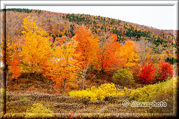 Bäume in Indian Summer Farben des Ostens