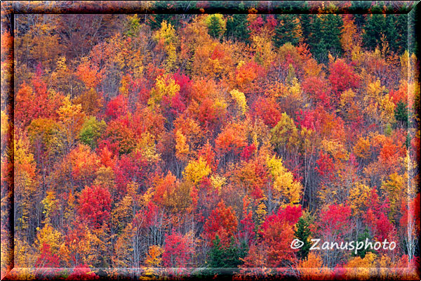 Bunter Herbstwald nach Indian Summer art