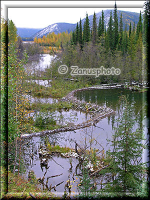 Biber Lake Staudam