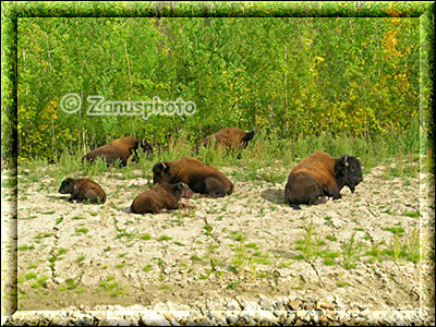 Ruhende Bison Familie