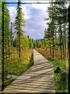 Holzsteg durch den Wald zum Hot Pool