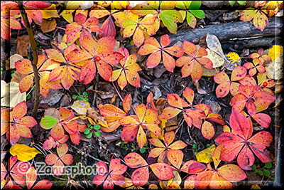 Bunter Herbststrauch am Wegesrand