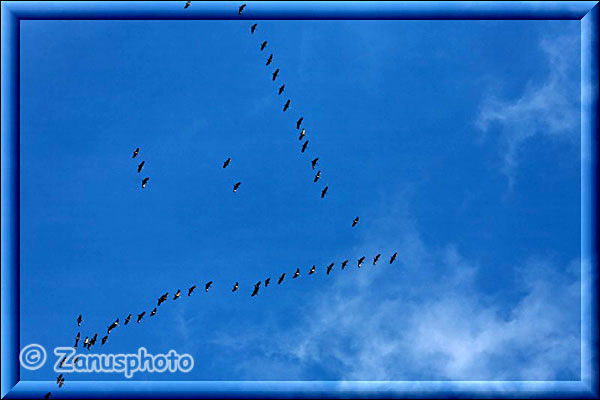 Kanada Gänse ziehen im Formationsflug am Himmel über uns nach Süden