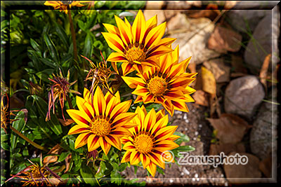 Gelbe Herbstblumen