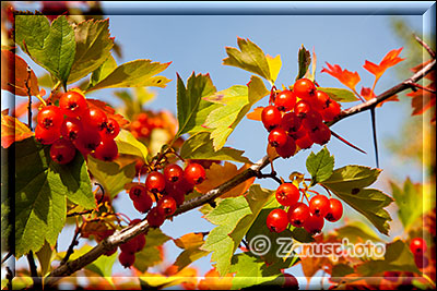 Roter Beerenstrauch