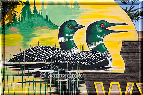 Bildtafel zweier Common Loons