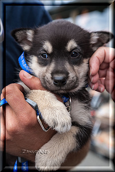 Anchorage, junger Husky auf dem Arm meiner Frau