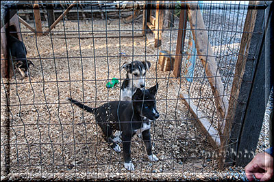 Tok City, wir bestaunen gerade die noch zu sehenden Mini-Huskys