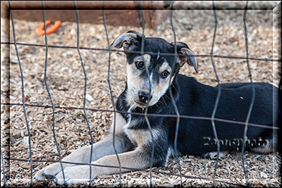 Tok City, ein netter Husky wäre noch zum Verkauf übrig