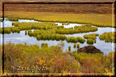 Alaska, Denaly Highway unsere Strecke nach Paxon