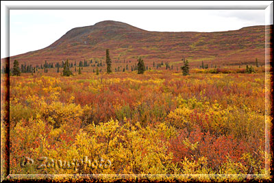 Alaska, beiderseits des Highway sieht man Tundralandschaft