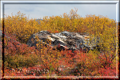 Alaska, Heidelbeerensträucher im Herbstkleid