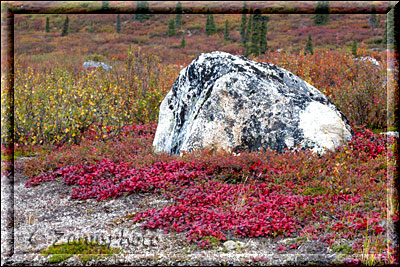 Alaska, schöne Felsen zeigen sich am Rand des Denali Highway
