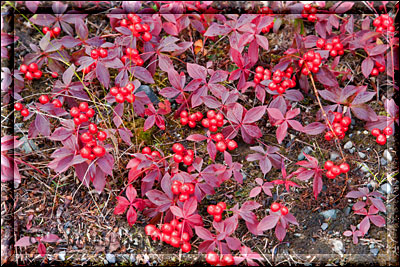 Alaska, Preiselbeeren wachsen auch hier in der kalten Umgebung