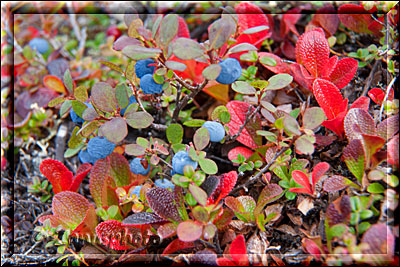 Alaska, Heidelbeeren bereit zur Ernte