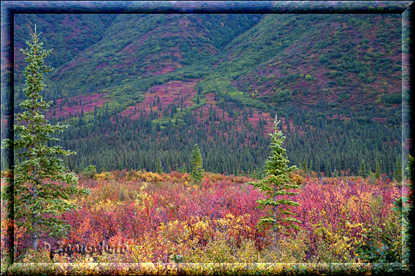 Alaska, indian Summer am Denali Highway