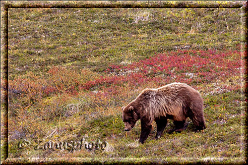 Alaska, auf dem Rückweg sehen wir etwas vom Bus entfernt einen Gizzly auf der Weise herumlaufen