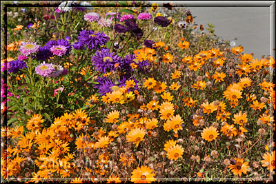 Nahe der Alaska Pipeline zeigen sich auch im Herbst noch schöne Blumen