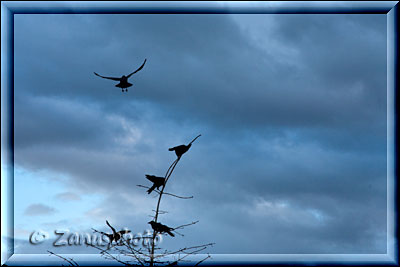 Seward, viele Besucher hier auf dem Campground