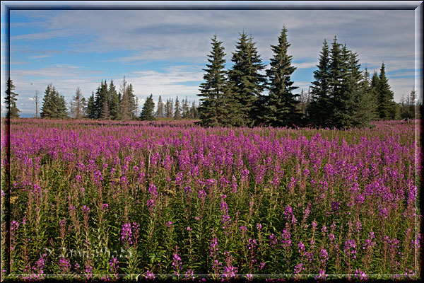 Seward, violette Fireweed blühen am Highway