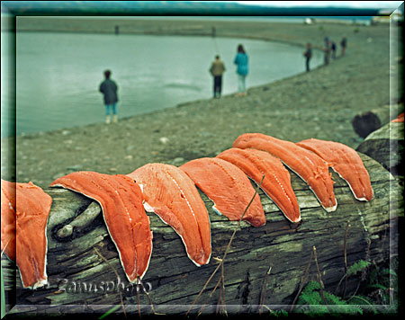 Homer Spit, Lachs Filets liegen auf dem Holzstamm bereit