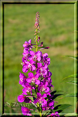 Homer Spit, Blühender Fireweed auf einer Wiese