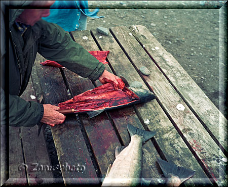 Homer Spit, Lachse werden zum Einfrieren vorbereitet an der Fishing Hole