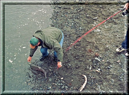 Homer Spit, Angler fängt seine Lachse ein an der Fising Hole