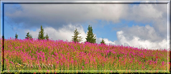 Homer Spit, Fireweed blüht am Hang, Wolken und blauer Himmel darüber