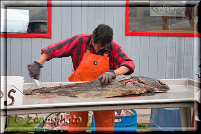 Homer Spit, Halibut Fische werden zerlegt vom Fischer