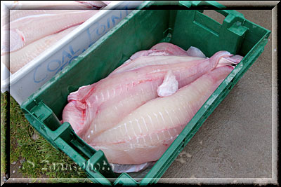 Homer Spit, Filetieren der grossen Fische am Arbeitstisch