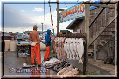 Homer Spit, gefangene Fische sind aufgehängt zur Auswahl für die Besucher