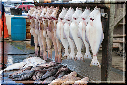 Homer Spit, Fische im Angebot im Filetierbereich für Besucher