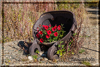 Alaska, in Chicken blühen rote Blumen in einer alten Baggerschaufel