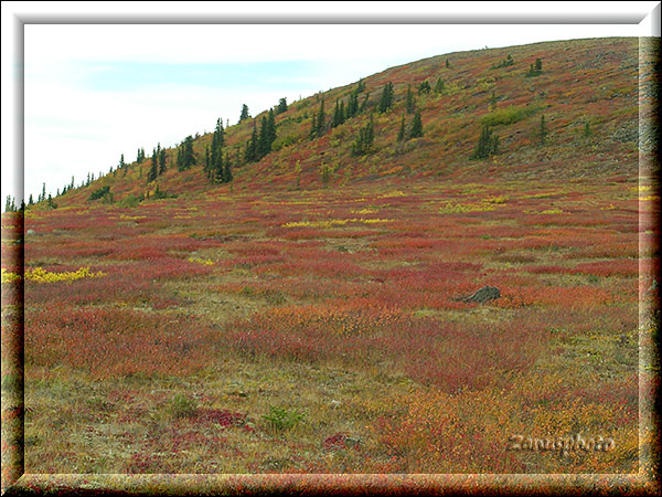 Alaska, Indian Summer auf den Höhenzügen des Taylor Highway