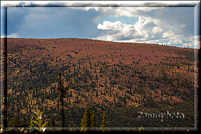 Alaska, Blick vom Taylor Highway auf die Hügel nahe der Strasse