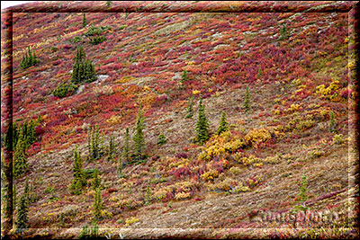 Kanada, unser Blick fällt auf den Indian Summer am Top of the World Highway