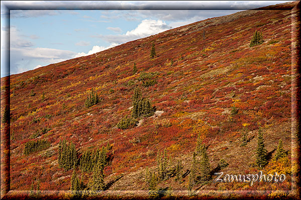 Alaska, herbstlich gefärbte Hänge begleiten unsere Fahrt auf dem Taylor Highway