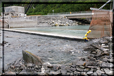 Alaska, an der Fish Hatchery schauen wir den Lachsen im Wasser zu