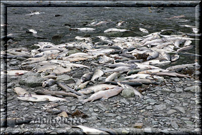 Tote Lachse liegen massenhaft herum