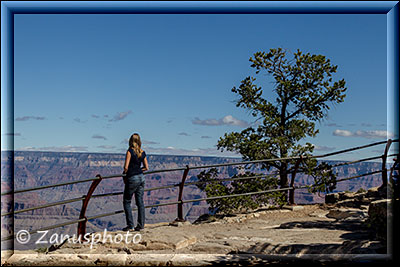 Einsame Besucherin am Hermits Rest Rim des Grand Canyon