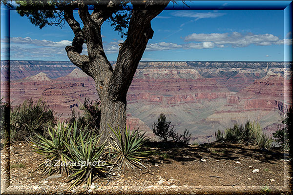 Im Grand Canyon, ein Baum steht am Rimrand der Südseite